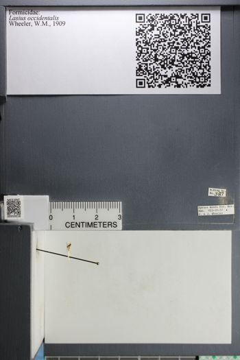 Media type: image;   Entomology 559218